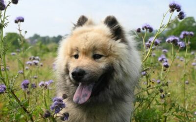 Weekendje Waddeneilanden met hond: Welk eiland is het meest geschikt?